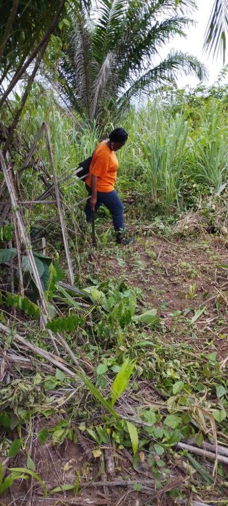 Clearing the Brush