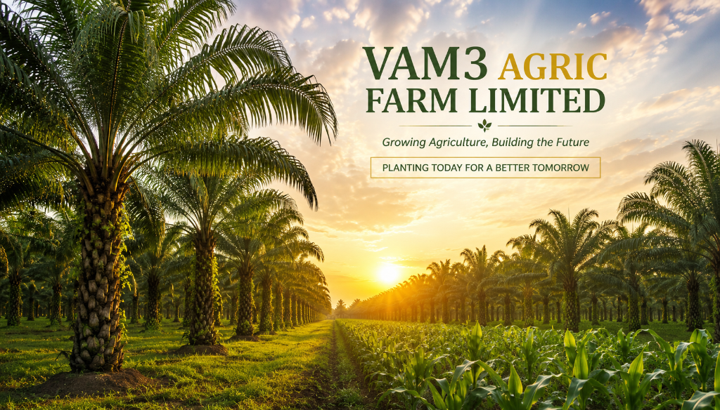 Aerial view of the VAM3 palm tree plantation at golden hour