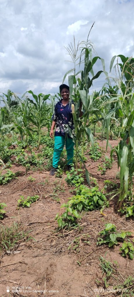 Walking the Maize Fields