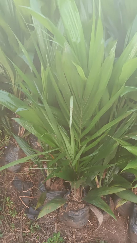 Nursery Close-Up