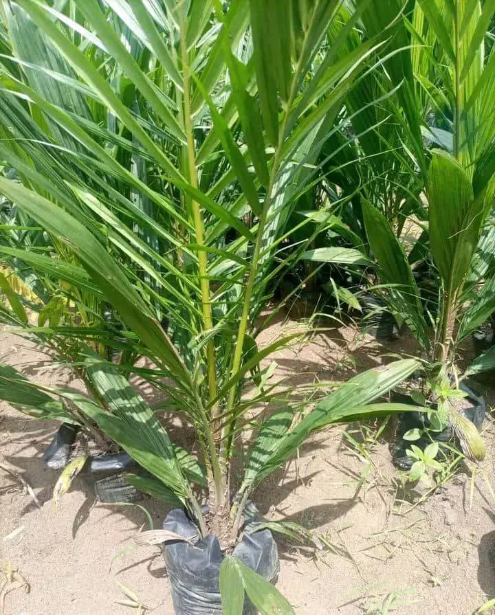 Healthy Palm Seedling